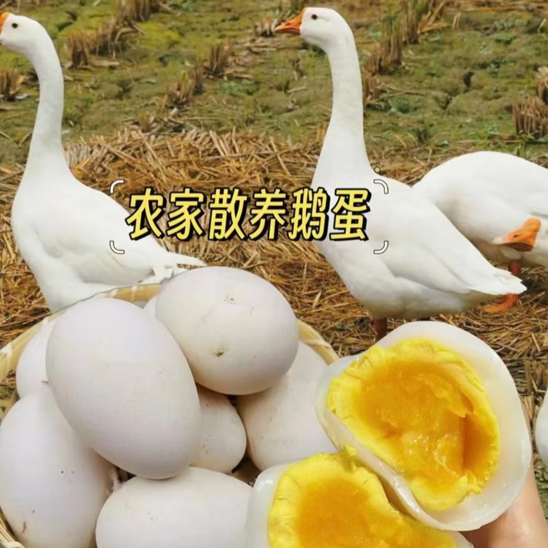 东北老燕子农村土鹅农家散养土鹅蛋溜达鹅笨鹅蛋吃苞米面天然健康