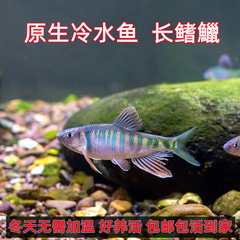 长鳍鱲观赏鱼活体观赏鱼冷水鱼原生鱼宽鳍鱲马口桃花鳑鲏淡水鱼溪