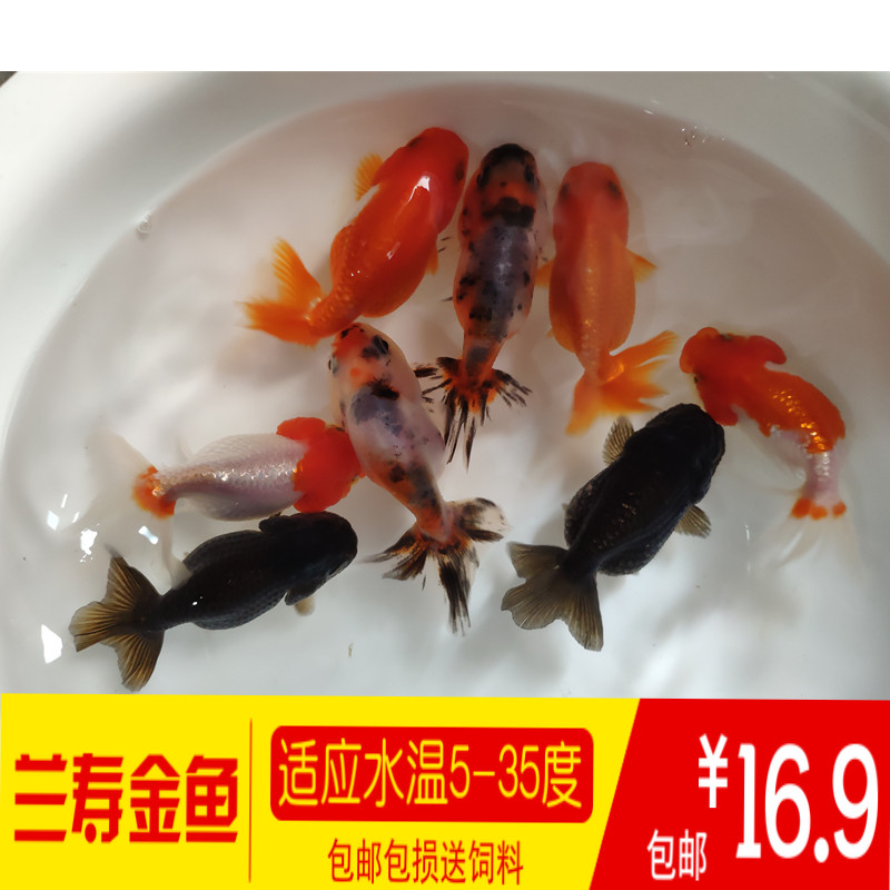 兰寿金鱼活体红寿黑寿红白五花玉兔色鱼金鱼苗 冷水观赏鱼淡水鱼