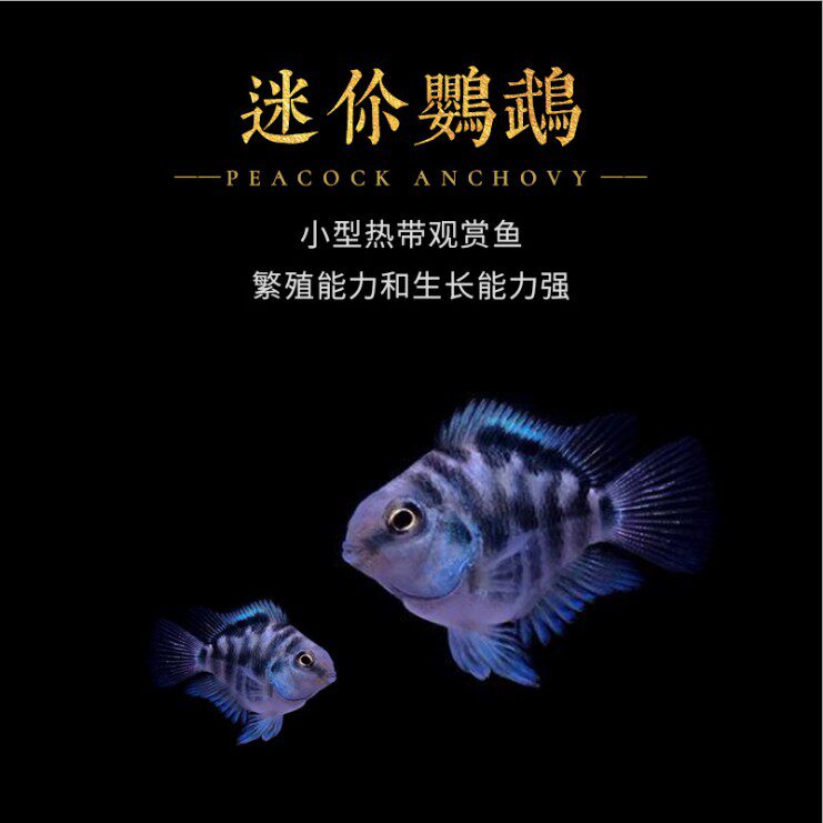 宝蓝迷你鹦鹉小型热带观赏鱼下崽狂魔鱼淡水鱼宠物活体鱼包邮包损