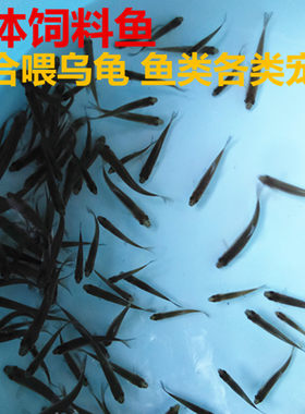 麦穗鱼饲料鱼活体冷水鱼淡水鱼