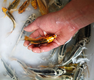 纯种日本黄金松叶锦鲤银松叶龙凤活体鱼苗风水鱼招财鱼观赏鱼苗