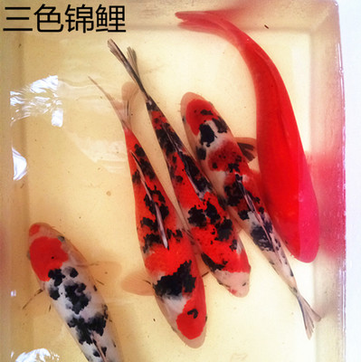 纯种日本锦鲤活体招财三色淡水鱼
