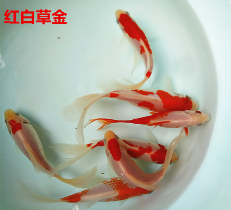 白草金鱼观赏鱼白草活体包邮金鱼