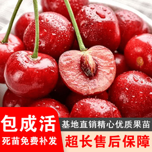 大连樱桃苗南方北方庭院地栽特大果树盆栽嫁接车厘子树苗当年结果