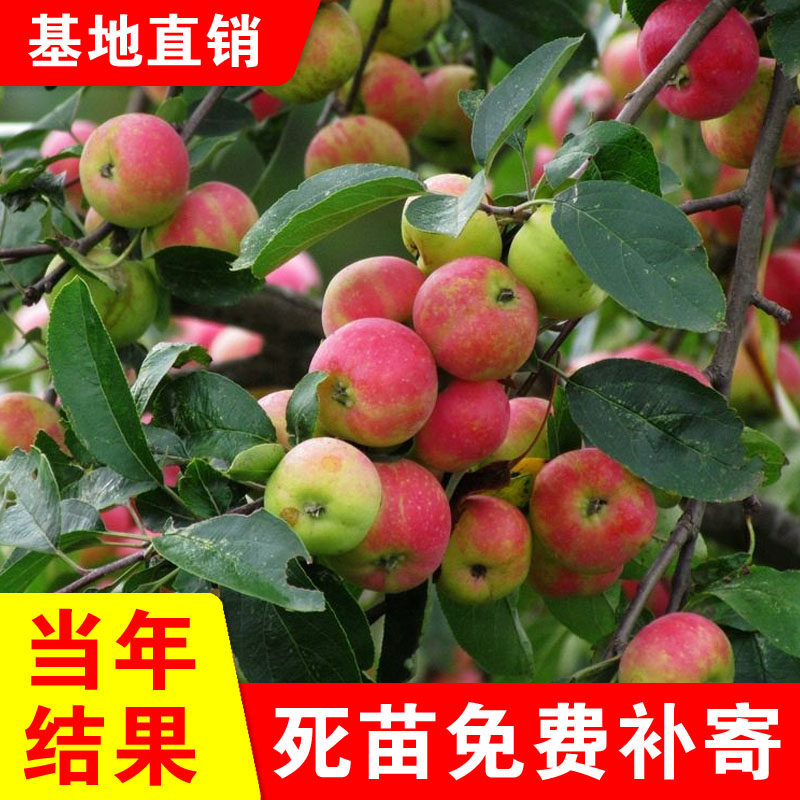 沙果树苗花红果树苗东北耐寒品种南北种植糖心沙果苗树苗当年结果