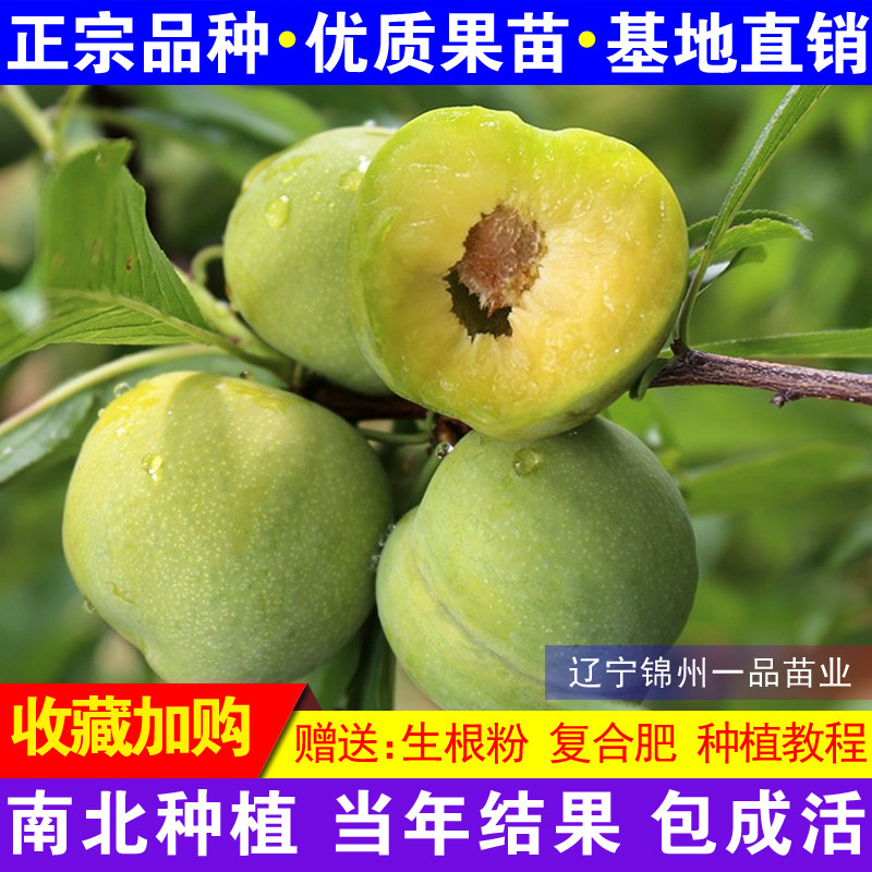 嫁接李子树苗凤凰李南北方种植中华神李盆栽地栽袭人香李当年结果