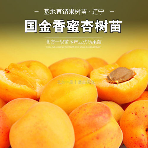 国金香蜜杏嫁接树苗特大杏盆栽地栽南北方种植当年结果抗寒高产苗