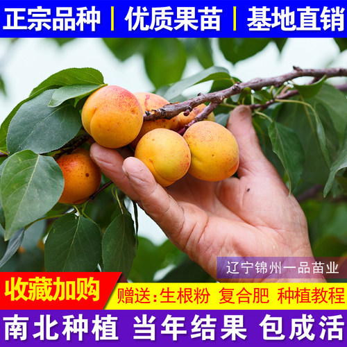 嫁接特大超甜杏果树苗新品种结果