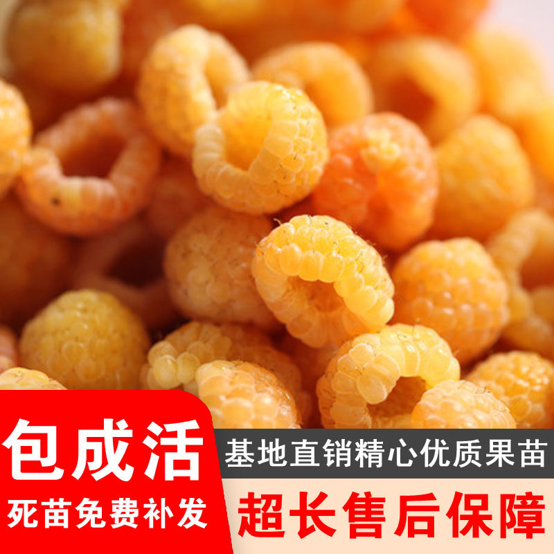 橙色奇迹双季黄树莓橙色甜蜜皇蜜盆栽树莓覆盆子南北方种植结果苗