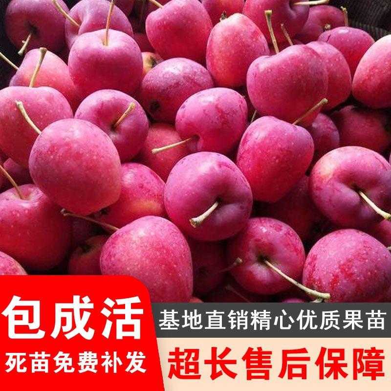 鸡心果嫁接苹果树苗盆栽地栽东北耐寒锦绣海棠南北方种植当年结果