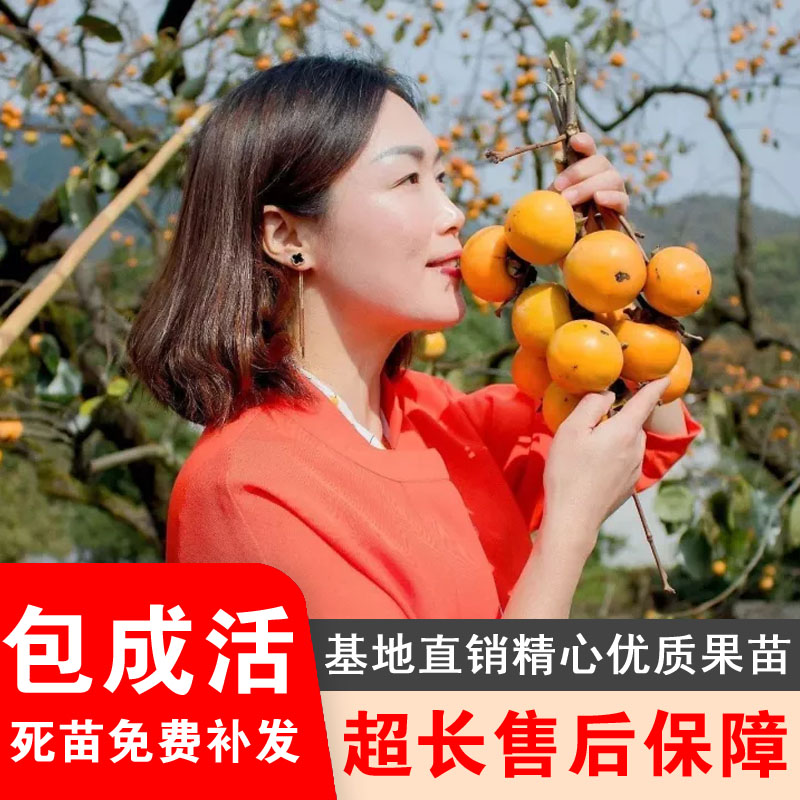 柿子树苗盆栽地栽南北方种植结果