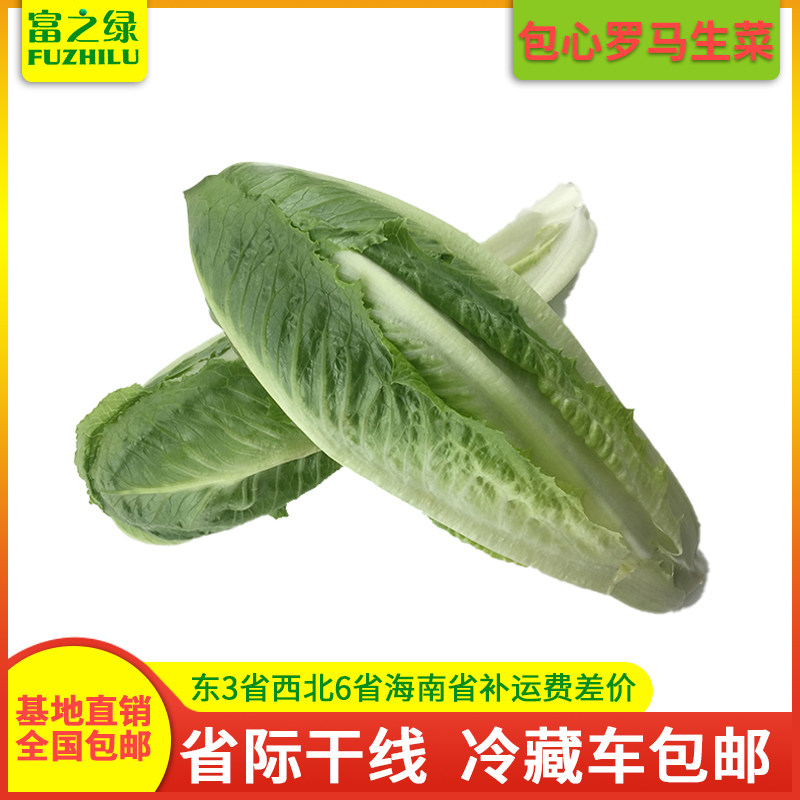 新鲜包心罗马生菜3斤
