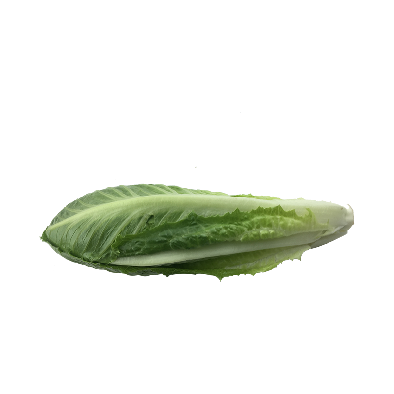 新鲜包心罗马生菜500克【任搭5份包邮】 罗纹生菜 沙拉菜新鲜蔬菜