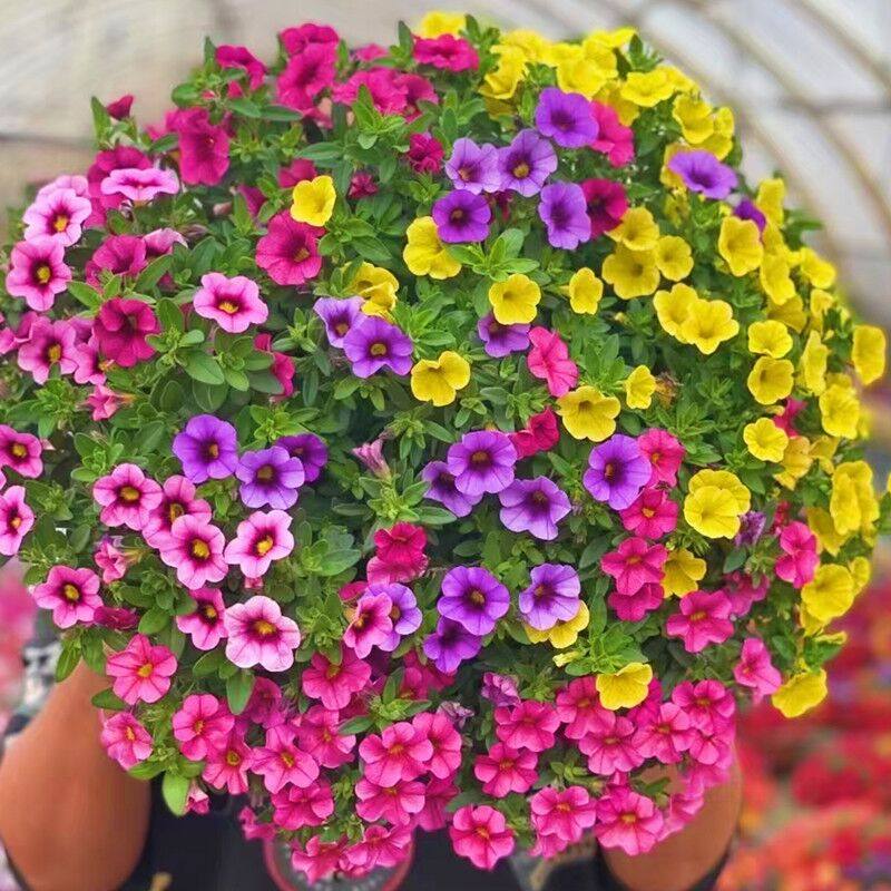 百万小玲矮牵牛盆栽花苗牵牛花舞春花喇叭花盆栽绿植带花发货包邮,鲜花速递/花卉仿真/绿植园艺,时令草本花卉,淘宝优惠券,粉丝福利购,淘宝优惠卷