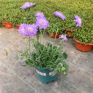 蓝盆花高加索盆栽多年生宿根耐寒花卉花期长带花庭院阳台观花植物
