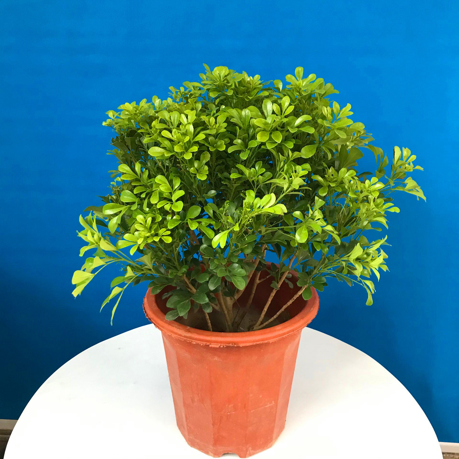 米兰花盆栽植物净化空气木本植物四季开花不断好养花卉绿植包邮