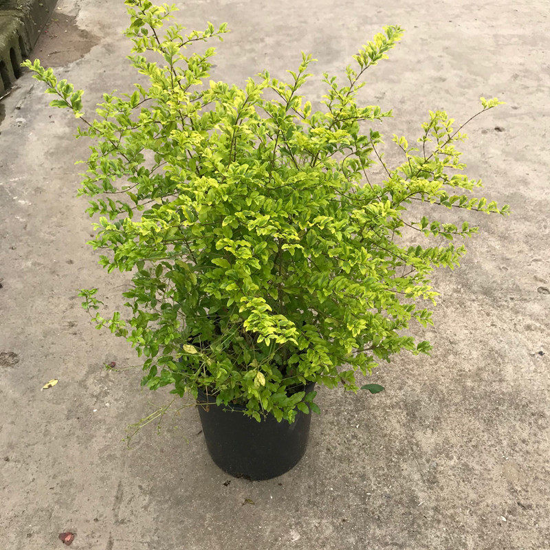 花镜植物亮金女贞金黄女贞金冠女贞树苗耐寒耐冻植物包邮