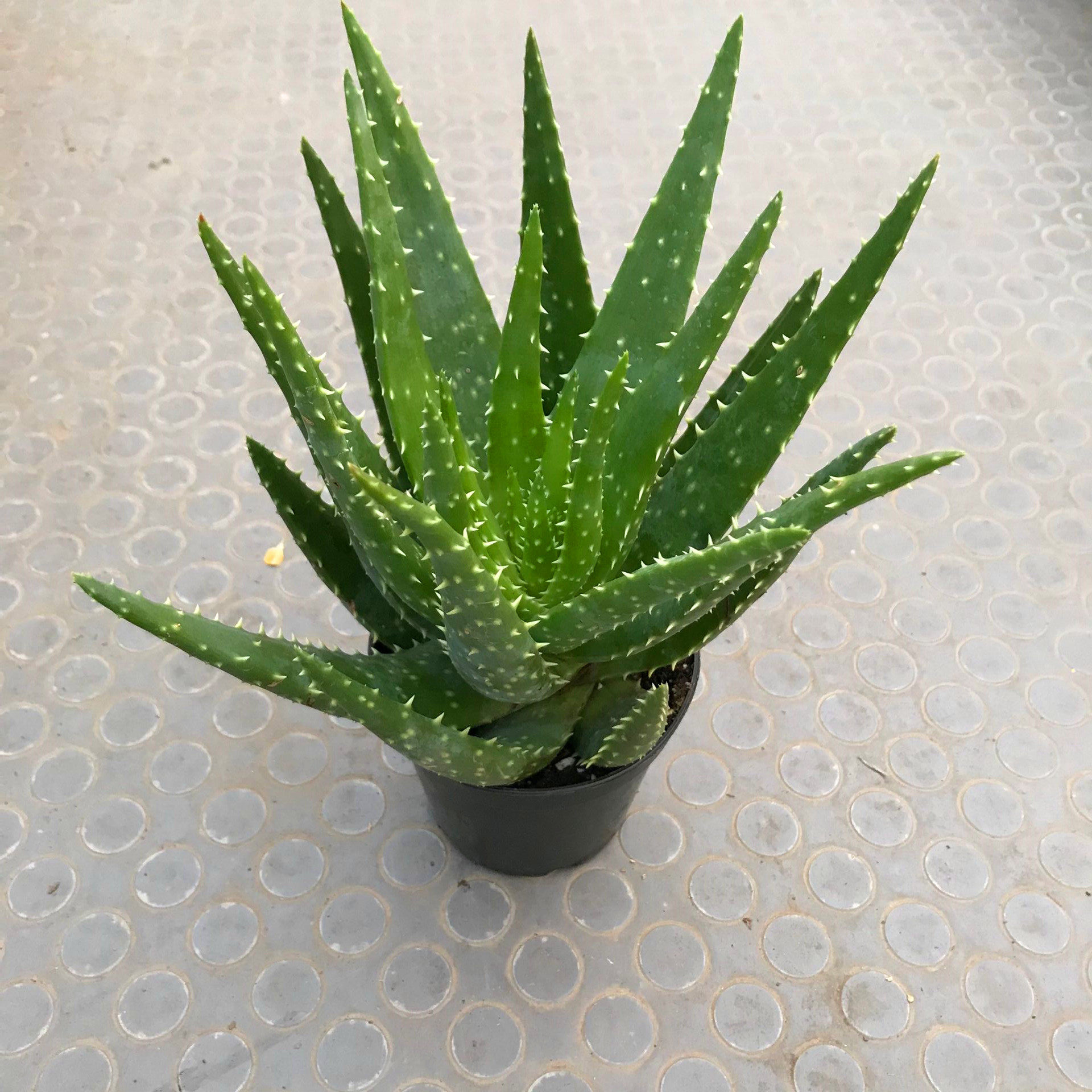 羊角芦荟盆栽植物办公室净化空气水培绿植吸甲醛
