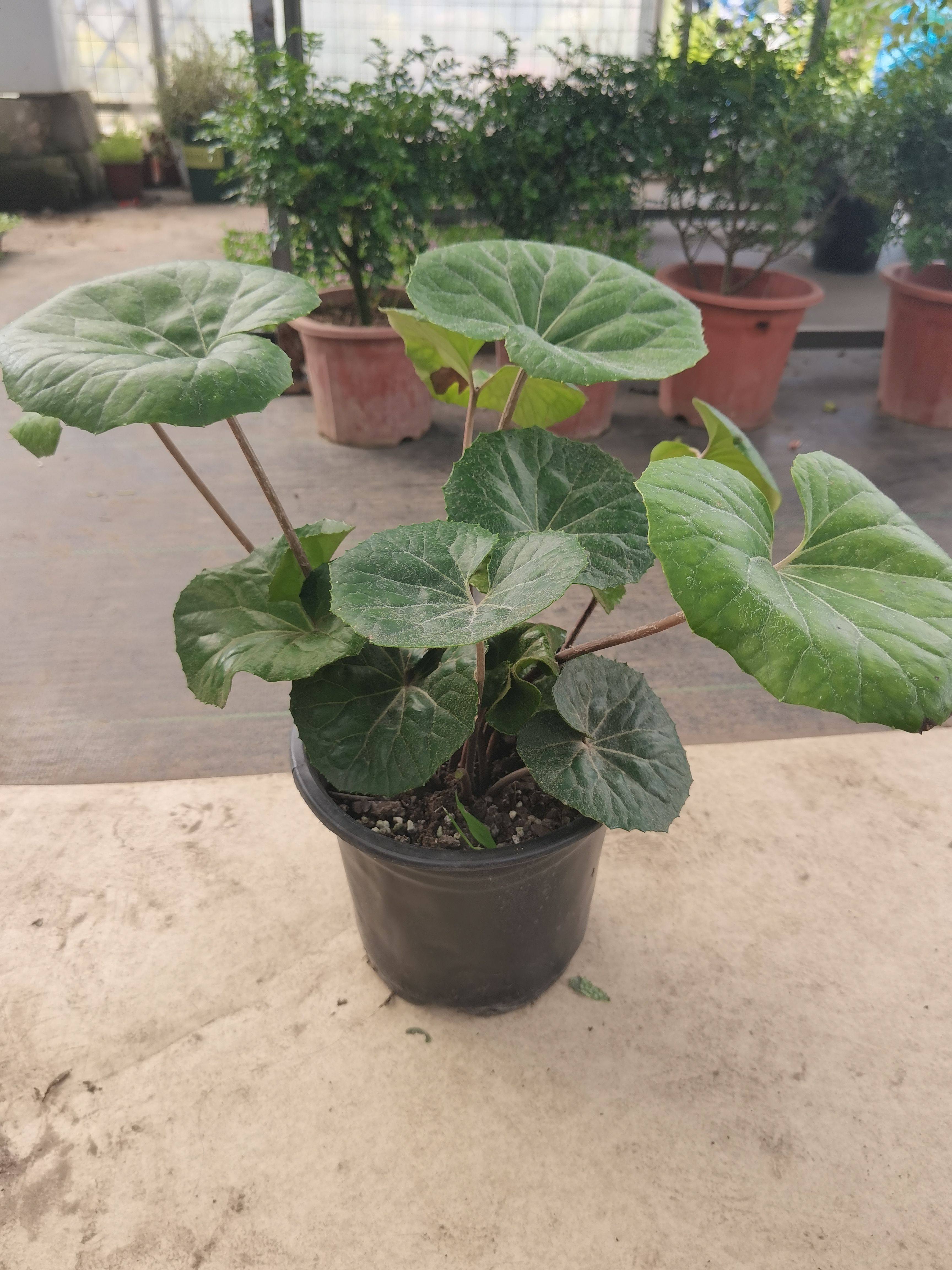 大叶吴风草盆栽花卉 耐阴耐寒 庭院室外绿植  花镜植物