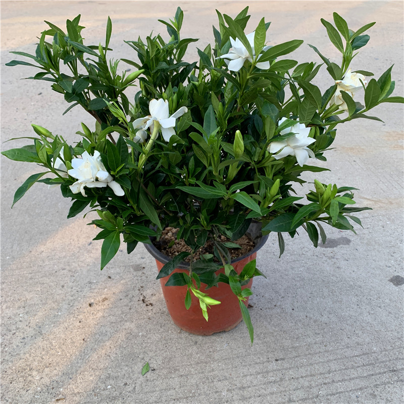 栀子花盆栽小叶栀子花棒棒糖大叶牡丹苗阳台花芳香花卉植物包邮