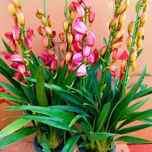 大花蕙兰带花苞年宵花卉室内鲜花盆栽高档盆栽兰花苗红袍美观客厅