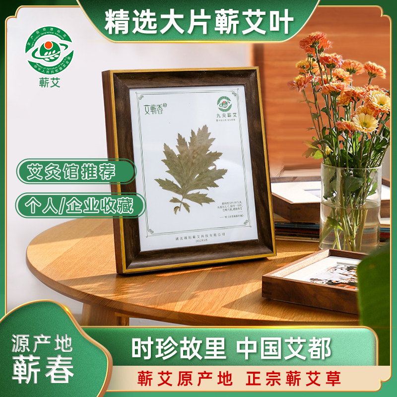 九尖蕲艾大叶艾草艾叶草湖北蕲春七尖五尖叶养生艾灸馆展示艾标本