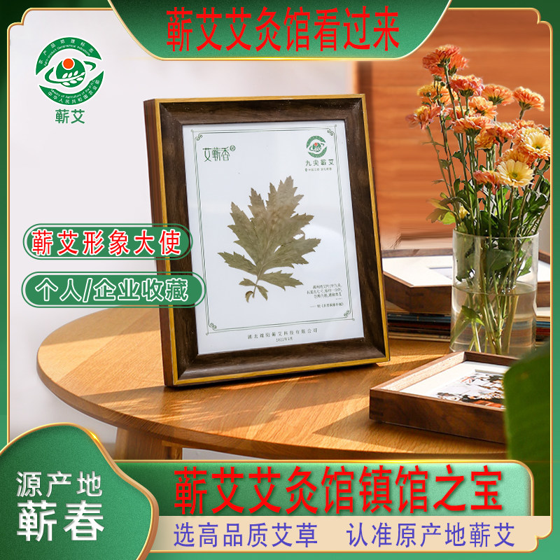 九尖蕲艾大叶艾草艾叶草湖北蕲春七尖五尖叶养生艾灸馆展示艾标本