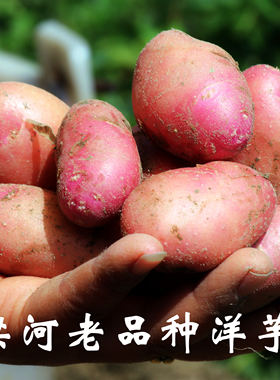 云南猪腰子土豆红皮洋芋现挖高山