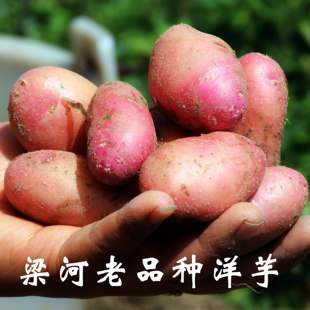 云南德宏梁河老品种洋芋猪腰子优质红皮土豆现挖现发2500克包邮