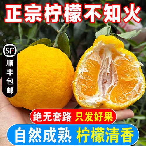 四川柠檬不知火丑橘丑柑孕妇当季新鲜水果现摘现发甘甜丑八怪橘子