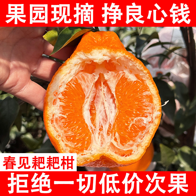 正宗四川春见耙耙柑当季新时令新鲜水果橘子粑粑柑丑桔整箱水果10