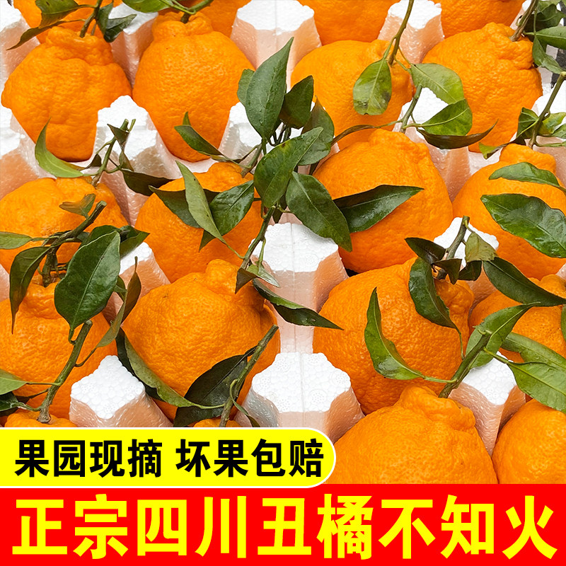 四川丑橘不知火新鲜水果丑柑橘子现摘现发粑粑桔子丑八怪耙耙包邮