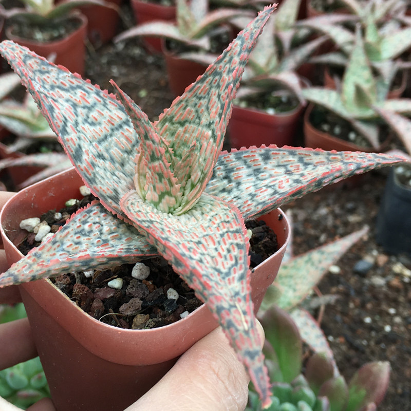 圣诞芦荟 腮红芦荟美国芦荟多肉植物 十二卷子宝 防辐射小盆栽