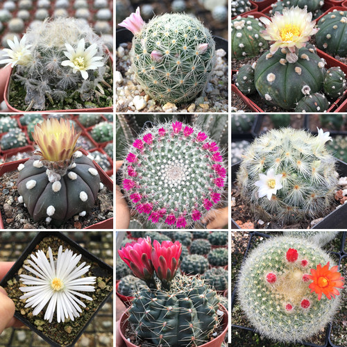 精选68种仙人球开花兜仙人掌盆栽