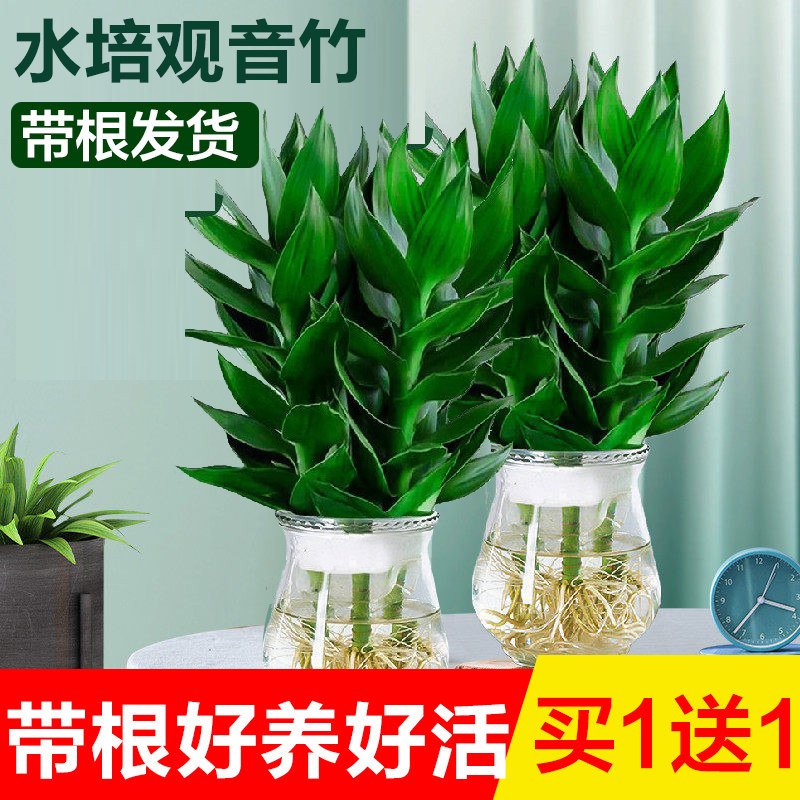观音竹富贵竹水培植物带根花卉绿植绿萝室内盆栽转运竹带花瓶好养