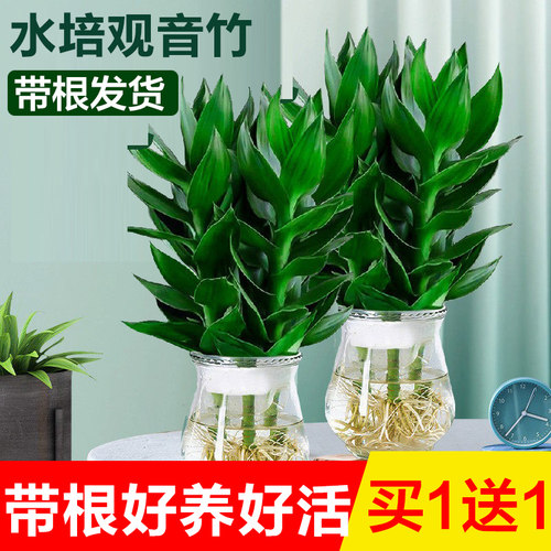 观音竹富贵竹室内水培植物带根发