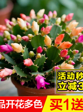 室内蟹爪兰盆栽带苞多色好养