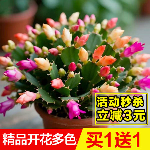 室内蟹爪兰盆栽带苞多色好养