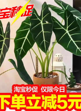 绿天鹅绒海芋净化空气彩叶芋绿植盆栽室内外四季常青植物观叶好养