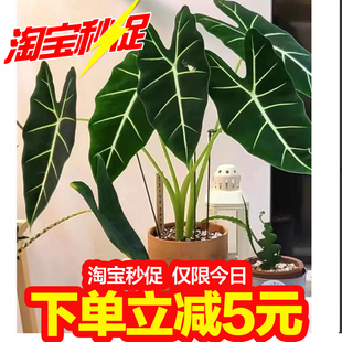 绿天鹅绒海芋净化空气彩叶芋绿植盆栽室内外四季常青植物观叶好养