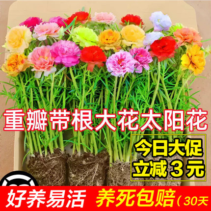 重瓣太阳花盆栽苗大花带根带花苞植物室内外阳台庭院四季好养花卉