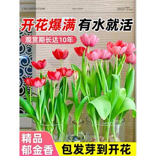 水培郁金香大种球花种子花卉盆栽绿植物室内百合鲜花好养活风信子