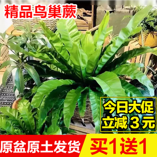 大盆展叶耐寒鸟巢蕨盆栽水土培绿植室内北欧好养净化空气观叶绿植
