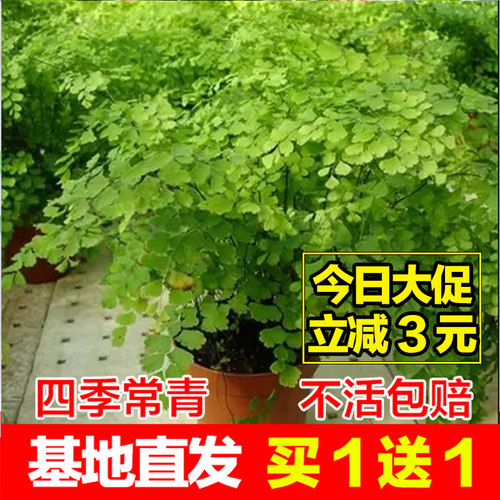 耐阴水培铁线蕨盆栽铁丝草