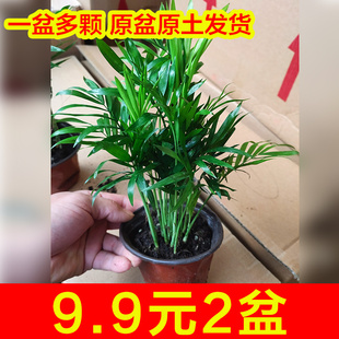 包邮 袖 珍椰子绿植小盆栽水培花卉植物办公室内盆景吸甲醛防辐射