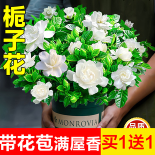 栀子花盆栽四季开花卉大全树苗室内绿植好养易活适合的懒人茉莉花