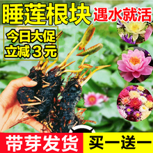 睡莲水培植物四季开花鱼缸池塘荷花盆栽水养根块带花苞大碗莲种子