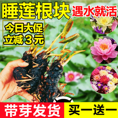 睡莲水培植物四季开花