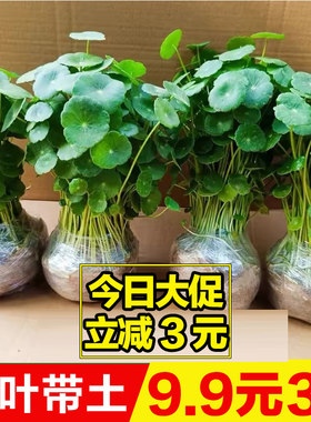 铜钱草四季常青易活水培植物招财